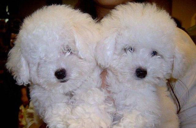 卷毛比熊犬