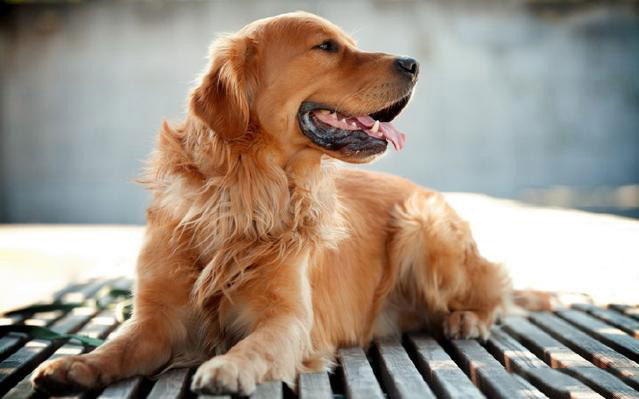 金毛巡回犬