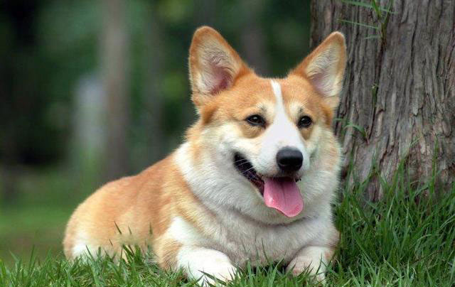 卡迪根威尔士柯基犬