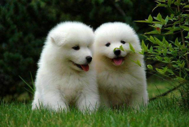 萨摩耶犬
