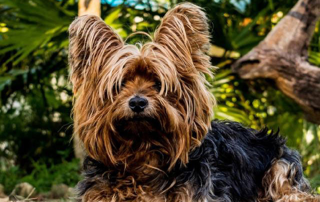 约克夏梗犬